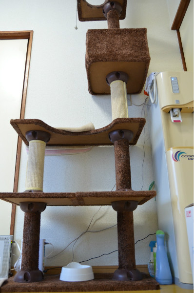 猫ちゃんが遊ぶための猫タワー。すごく高そうに見えるが1万円していないという。右はウオーターサーバー。震災以前から「なんか水道水が信じられなくて」飲んでいる。